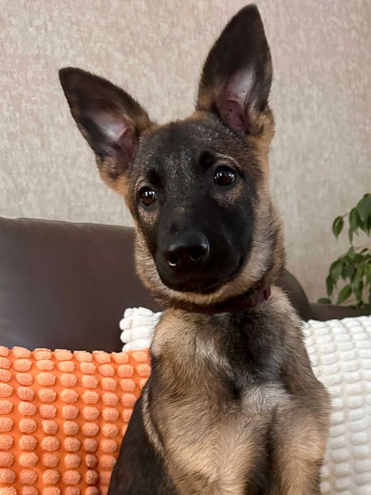 Mała Fraszka czeka na dom! Adoptuj ją!