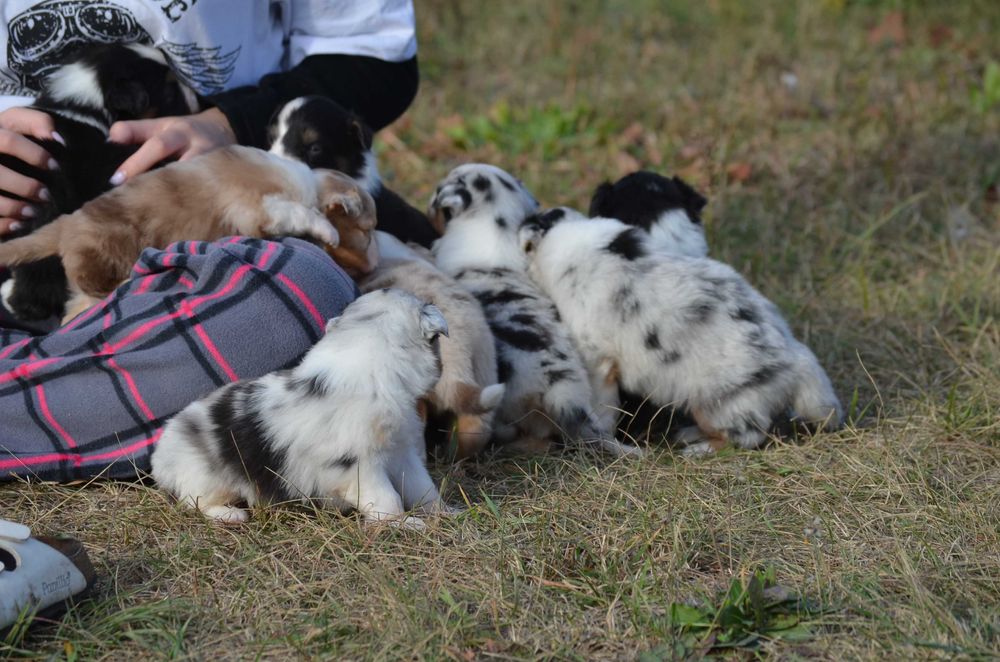Ауссі/Австралійська вівчарка!Київ,або відправлю. Є "Оплата частинами"