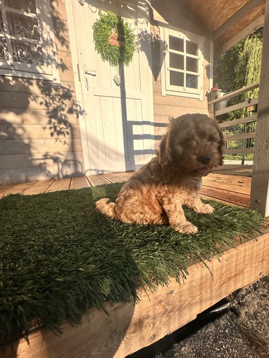 Pies Chłopak Cockapoo / Cocapoo - Cocker Spaniel + Pudel miniaturowy