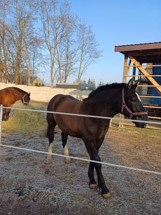 Źróbek zimnokrwisty