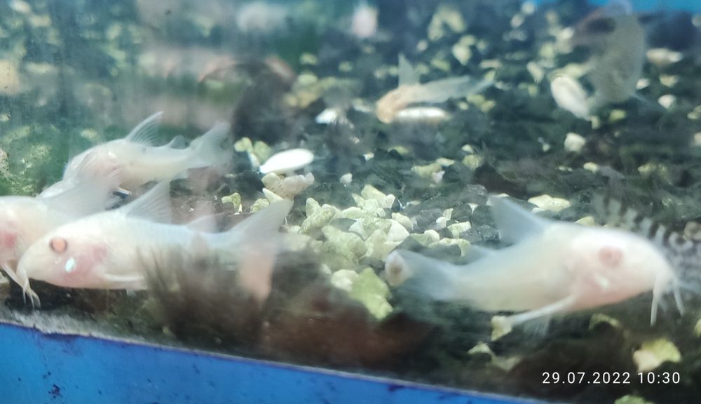 Kiresek albinos akw.