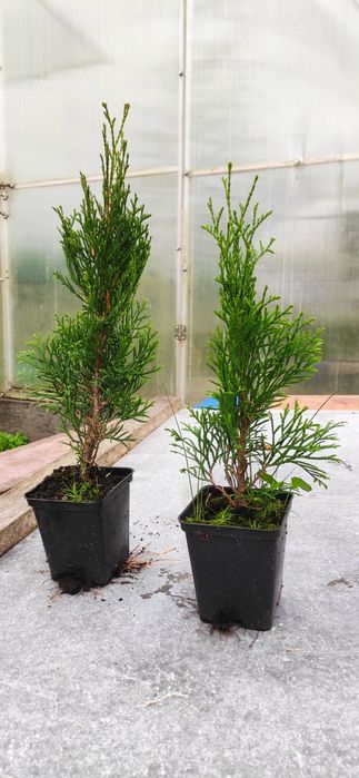 Туя смарагд. Горшок р9