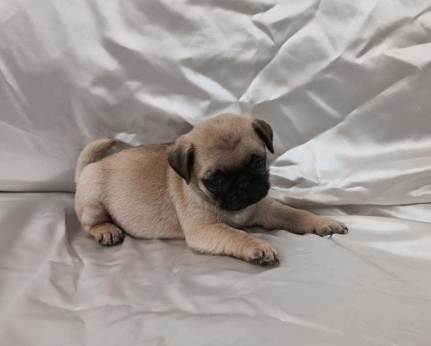 Fêmea Pug carlin