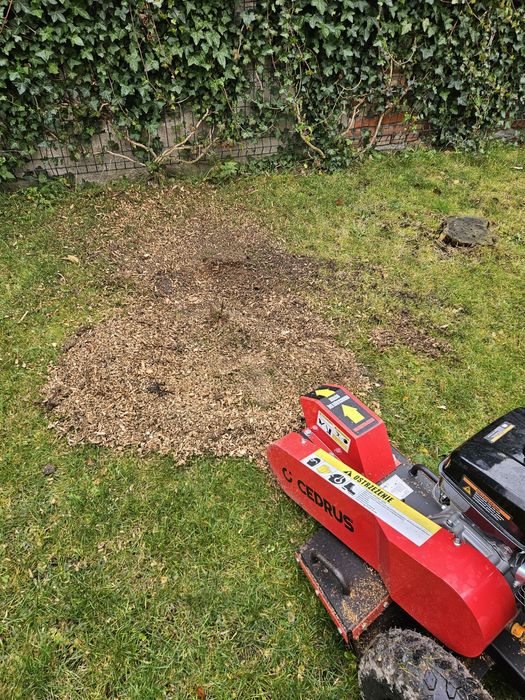 Usługi usuwania pni drzew