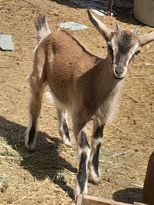 Продам 2 козочки 1,5 месяца с козой мамой