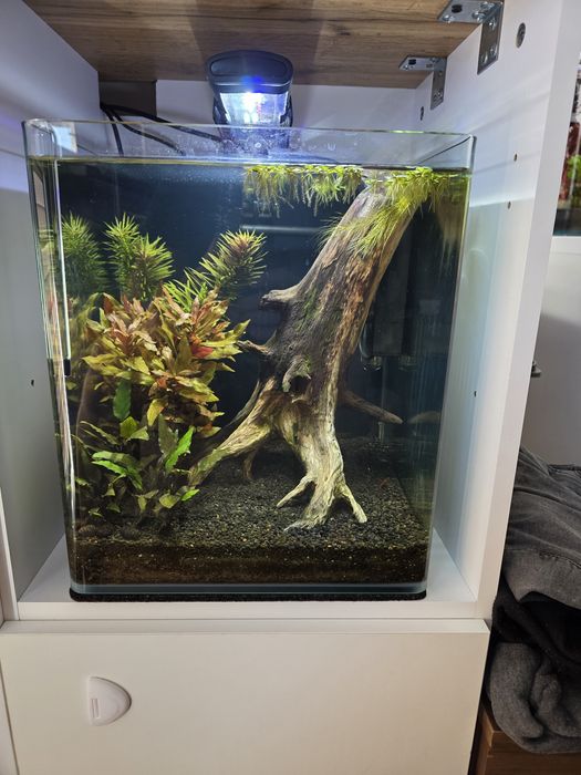 Akwarium 30x30x35h z całą zawartością kompletny zestaw