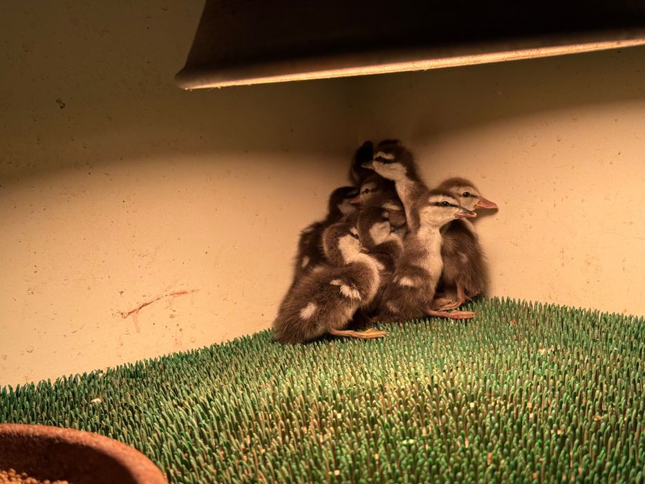 Kaczki ozdobne Cyraneczki Czerwonoramienne pary i samce 2025