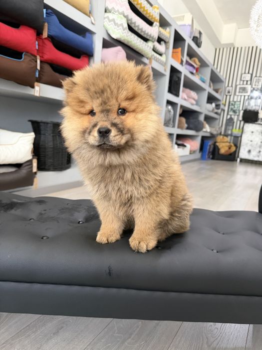 Chow chow menina