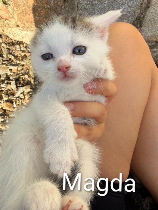 Cudne kociaki do adopcji.