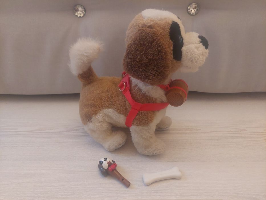 Piesek bernardyn Sambi