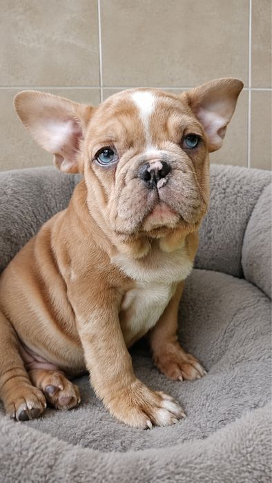 Bulldog Frances macho olho azul