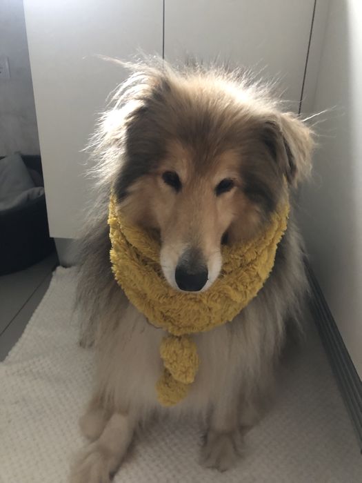 Rough Collie para adopção responsavel