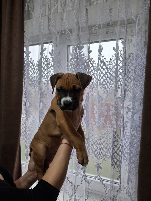 Стафордшиский терьер