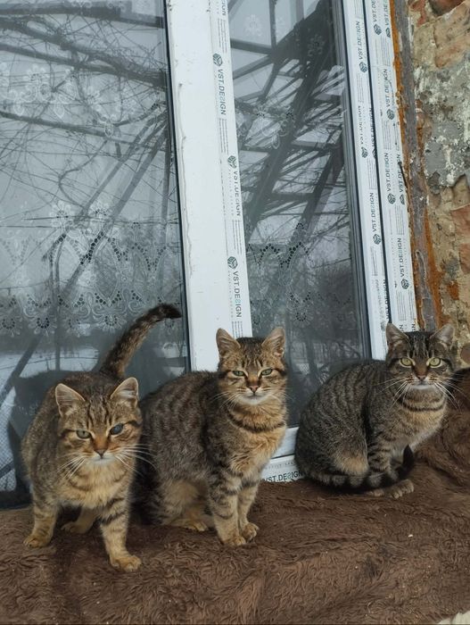 Подарую котика, кішка, котеня