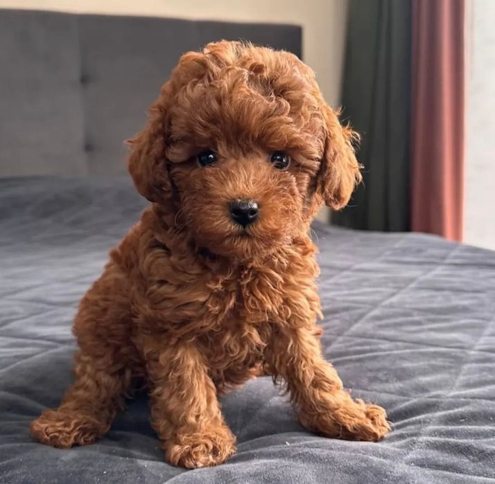 Хлопець чудовий той пудель .