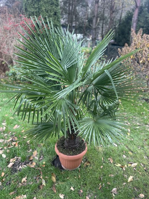 Palma mrozoodporna Trachycarpus fortunei