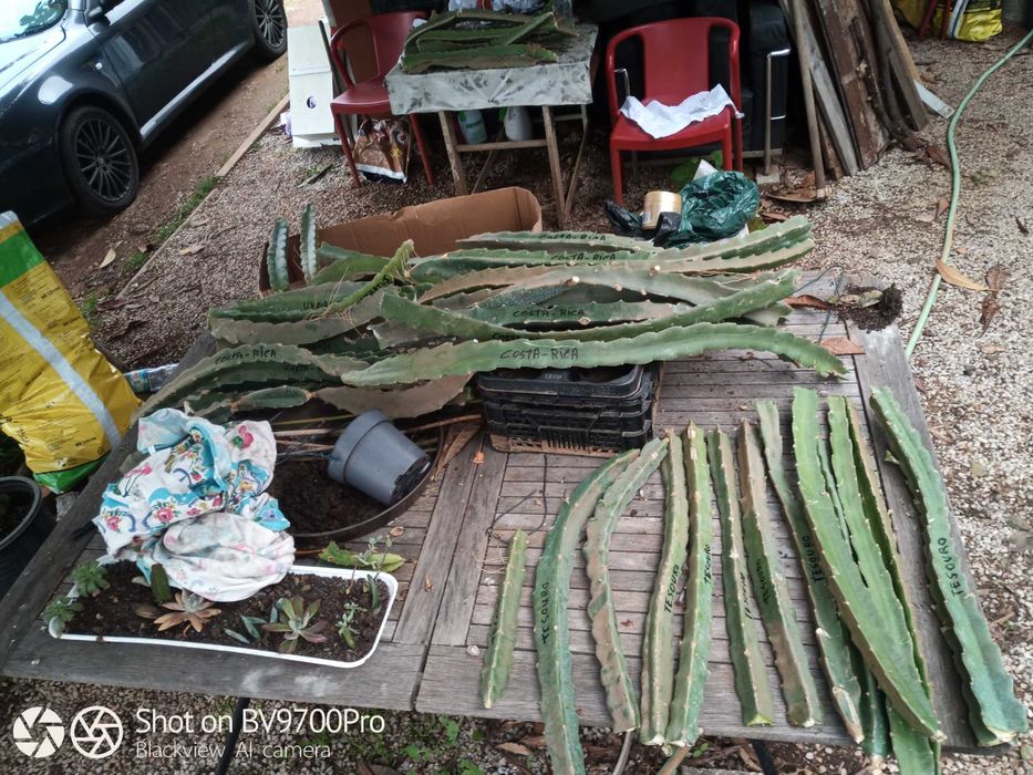 Pitayas mudas estacas