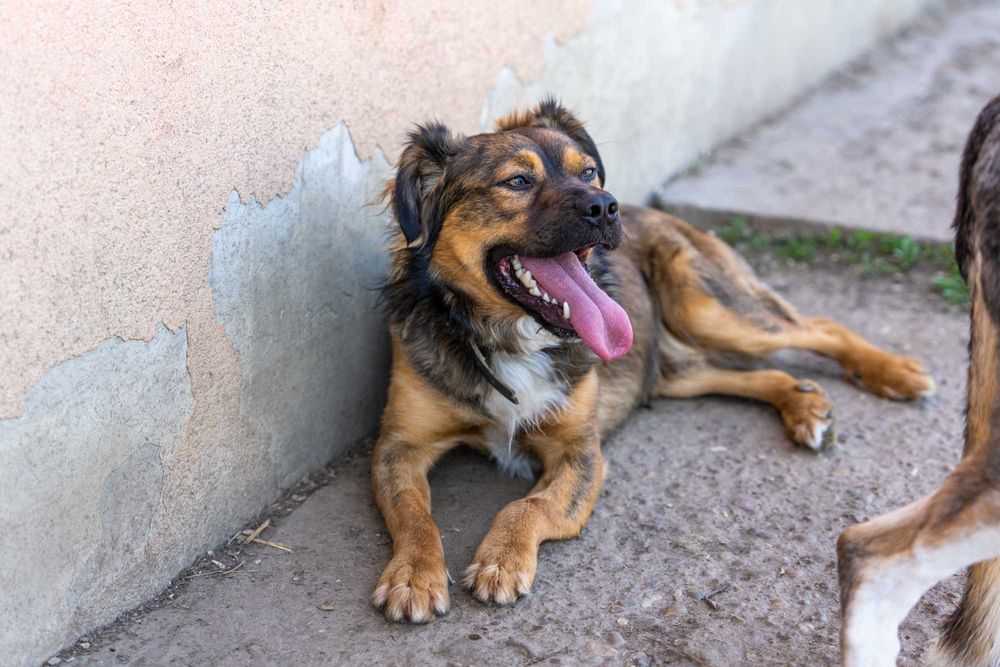 BIMBER- młody, kontaktowy pies