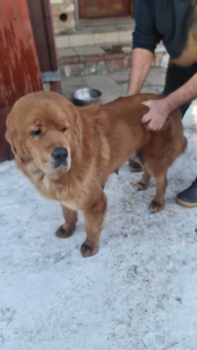 Тибетський мастиф