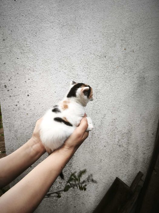 Gatinha bebé fêmeas para adoção