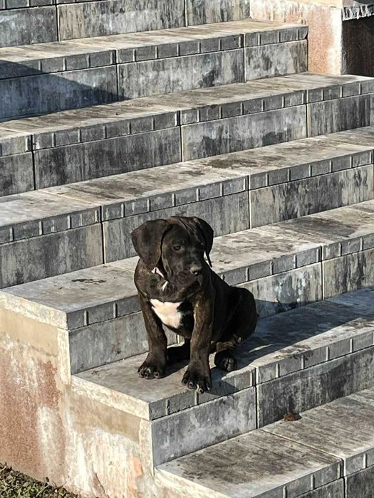 Cane Corso Italiano szczeniaczek