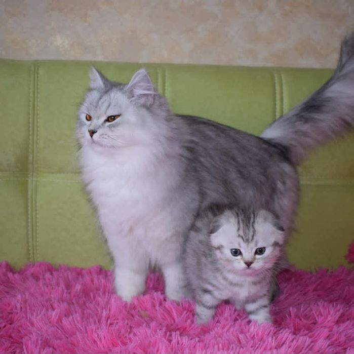 Шотландські кошенята, котенок, котята  срібляста шиншила  фолд страйт