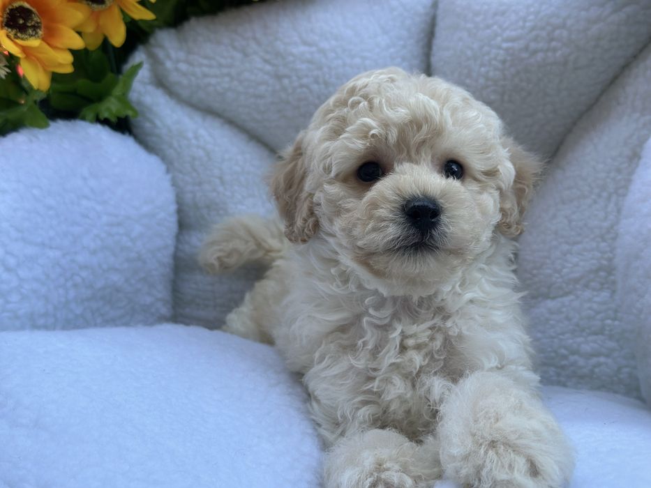 Ніжний хлопчик мальтіпу