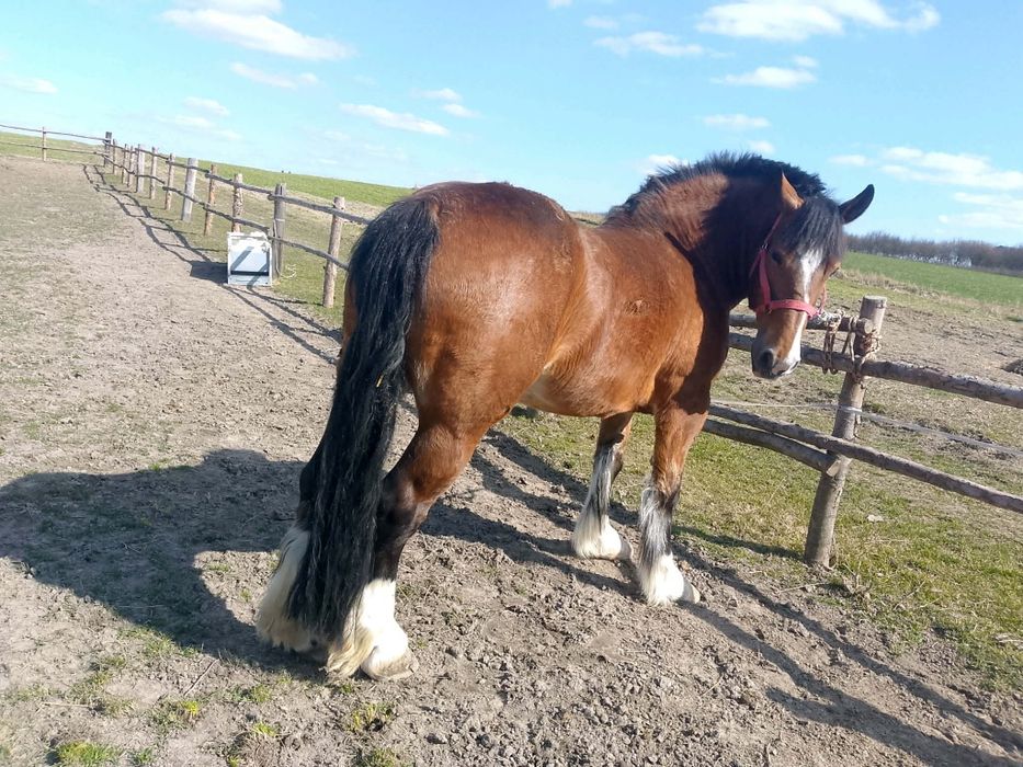 Sprzedam klacz 10lat