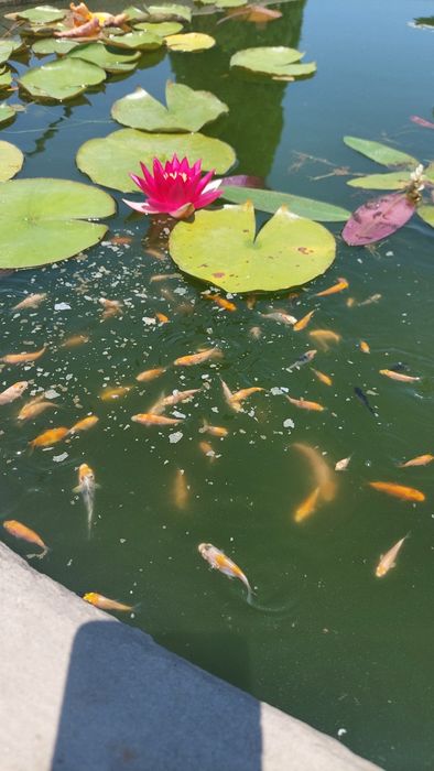 Carpas koi 3-9cm