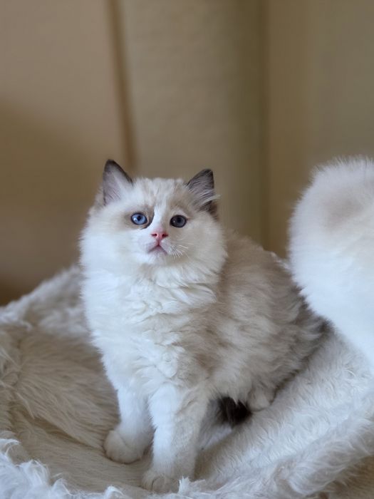 Ragdoll kocurek FPL
