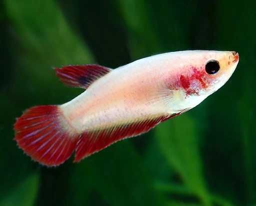 GB Bojownik Wspaniały - Samiczka | Różne kolory! - dowóz ryb!