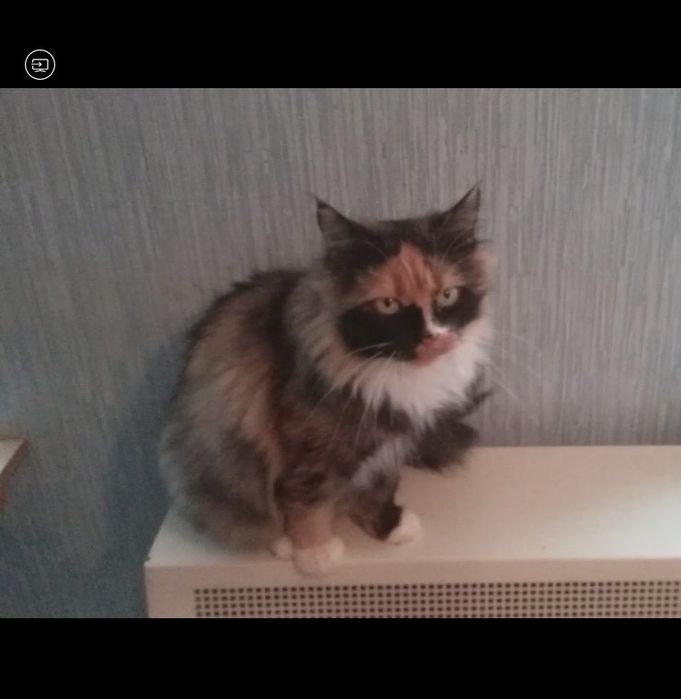 Do pilnej adopcji kotka ok 3 lat