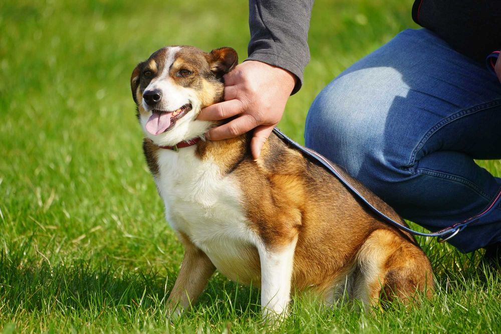 Flog - rewelacyjny pies szuka domu