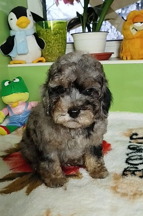 Мальчишка той пудель мрамор с подпалом