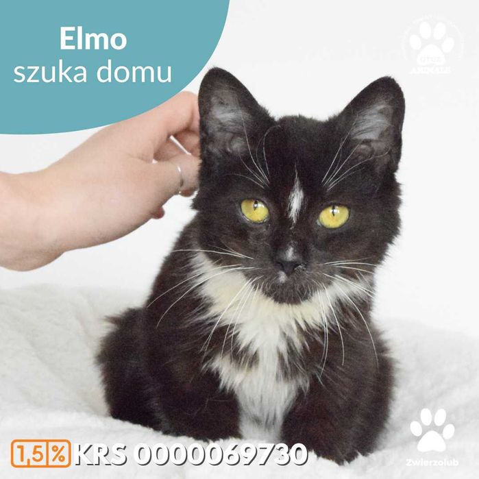 Kochany kociak szuka domu - poznaj Elmo!