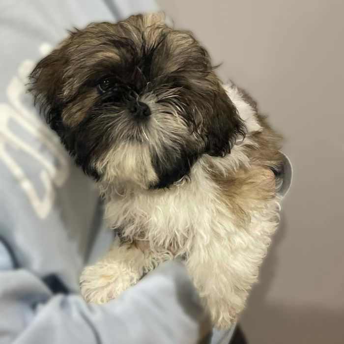 Suczka Shih Tzu. 13 tygodni. ZHPR/UCIGotowe do odbioru