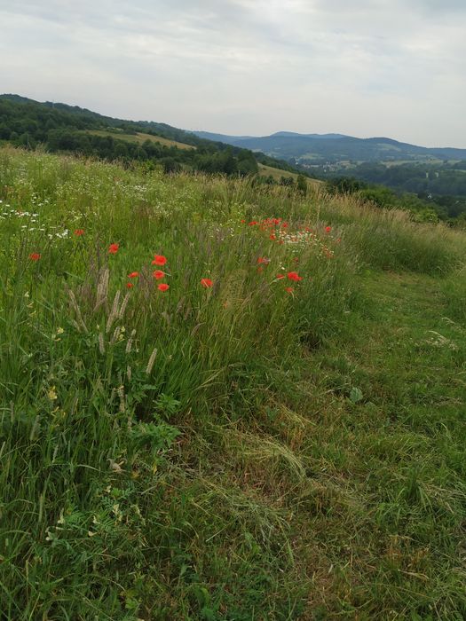 Naturalny miód wielokwiatowy spadziowy