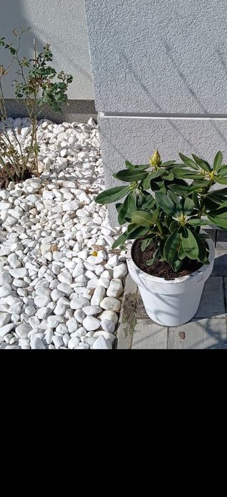 Sprzedam prawdziwie białe greckie Kamienie otoczaki