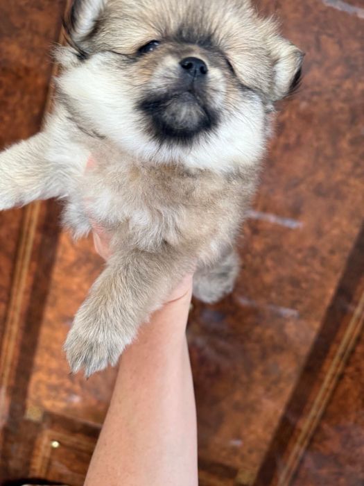 Померанський Шпіц