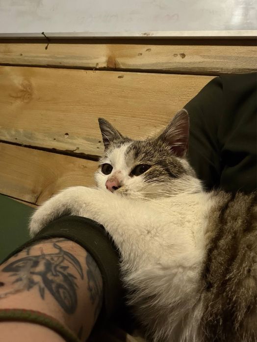 Віддам дорослого кота