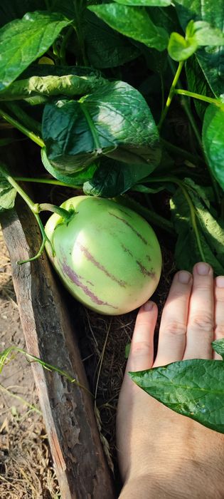 Саджанці пепіно, росада пепіно.