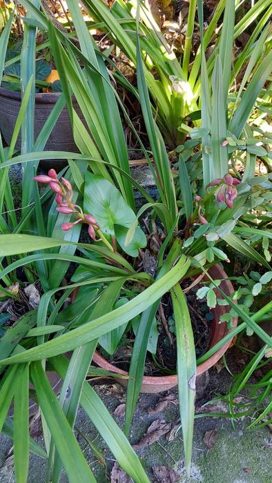 Orquídeas variadas cores