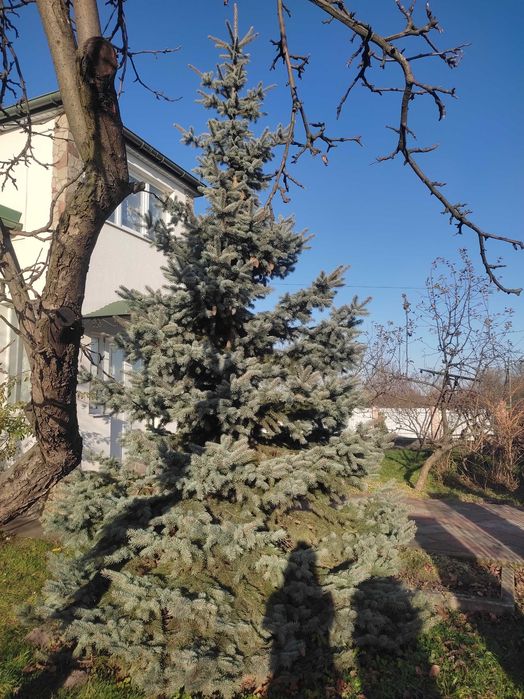 Ялинка жива голуба