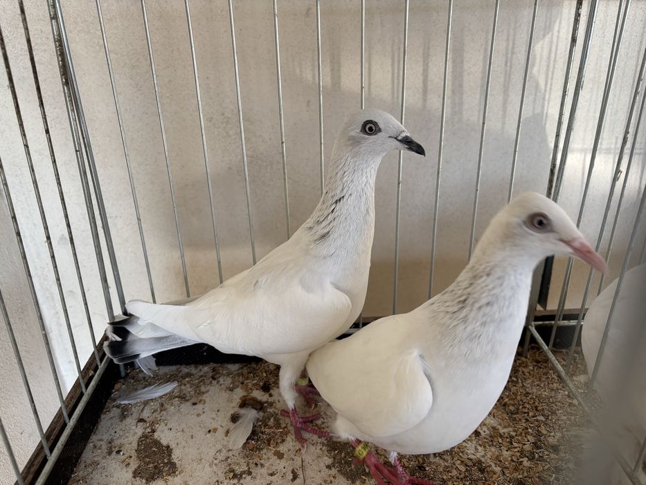 Sprzedam gołębie