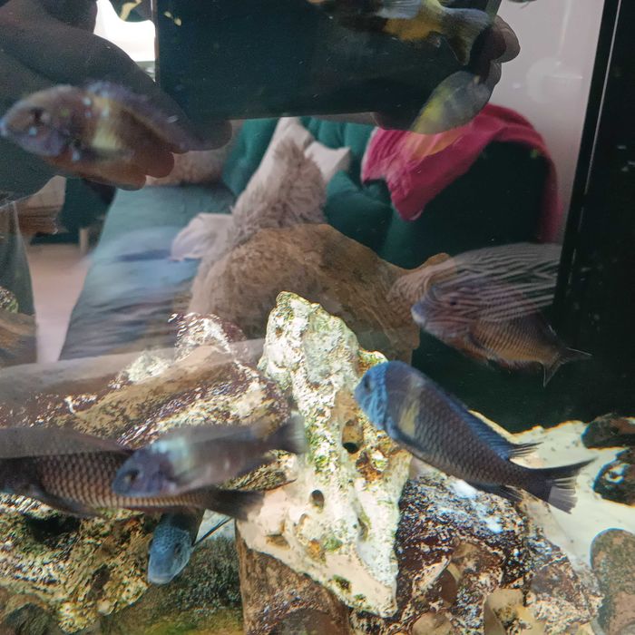 Ryby ,tropheus duboise