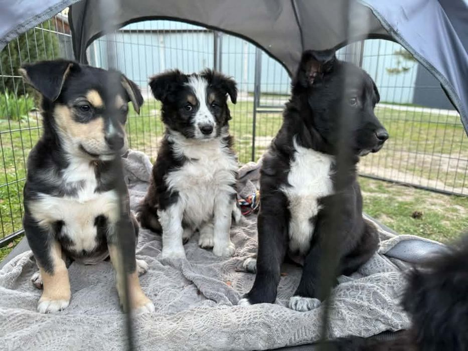 Suczki szczeniaki do adopcji