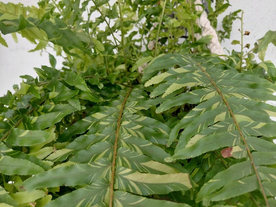 Samambaia Variegata
