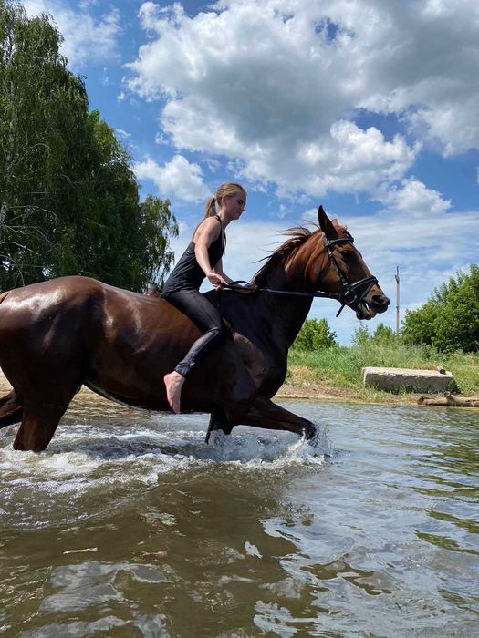 Постій коней та оренда денників у КСК «Юкон» (Харків)