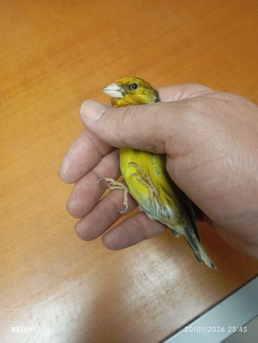 Mestiços de pintassilgo para cedência entrego em mão