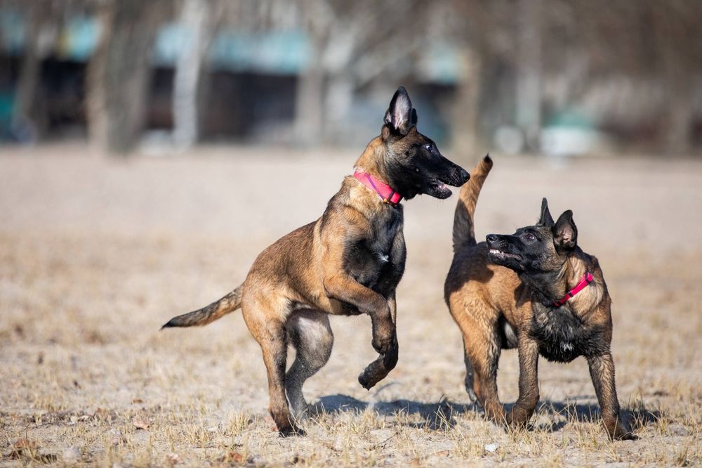 Бельгийская овчарка Малинуа